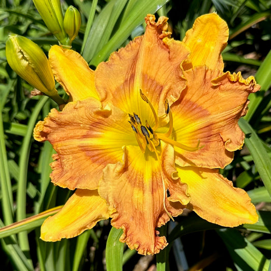 A hybrid daylily flower with petals that are a mix of violet and yellow, with a diamond dusted yellow sepal and a visible yellow stamen.