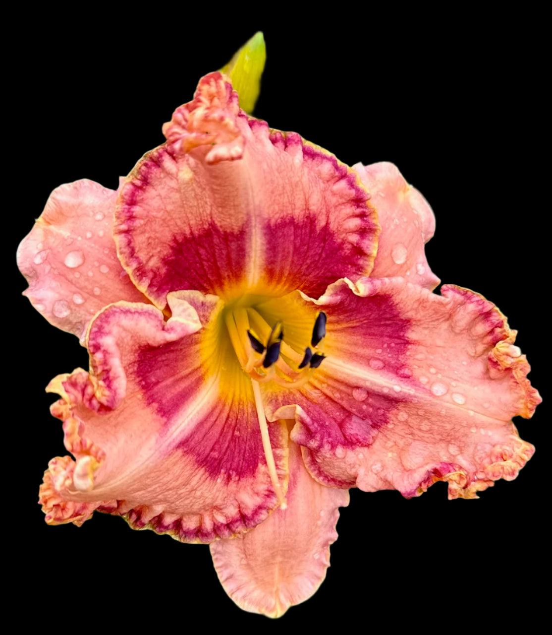 A hybrid daylily flower with pink petals and an orange throat, covered in water droplets.