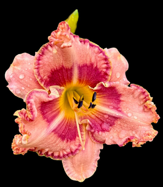 A hybrid daylily flower with pink petals and an orange throat, covered in water droplets.