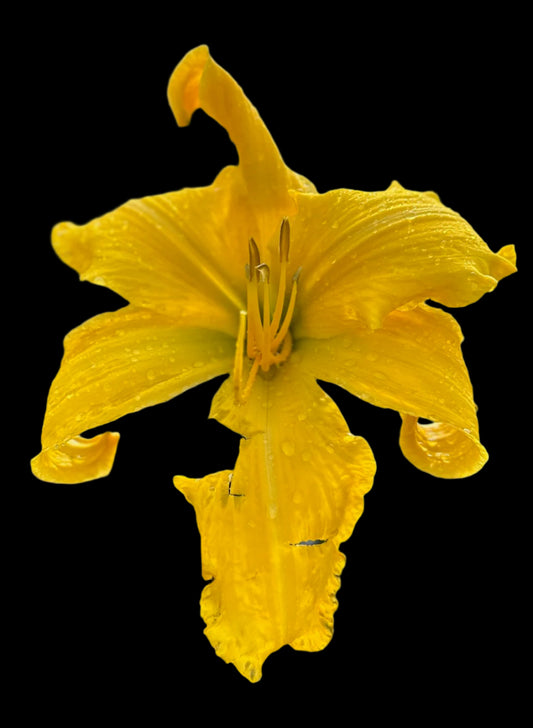 A single golden yellow daylily flower with a cream midrib and light yellow edging on the petals, against a black background.