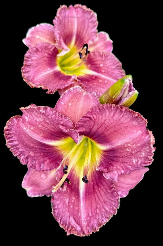 Two Hybrid Daylily flowers with violet-pink petals, a strong violet eye over a chartreuse throat, raised cream midribs, and warm mauve undertones on the sepals.