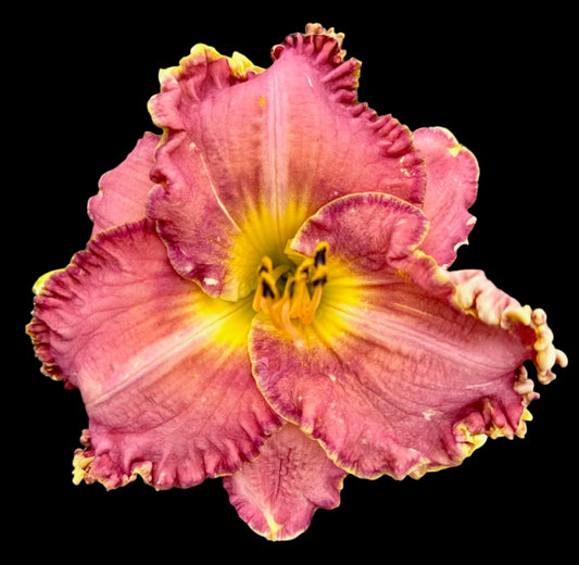 A hybrid daylily flower with plum-pink petals washed over with warm peach, yellow center, and ruffled edges.