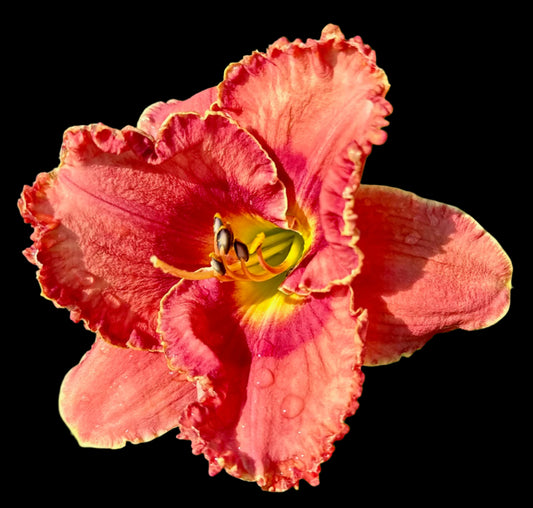 A close-up image of a Hybrid Daylily flower with ruffled petals in shades of peach and pink with a yellow center.
