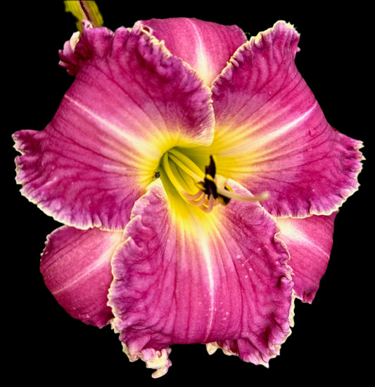 Close-up of a vibrant pink and yellow flower with green leaves in the background