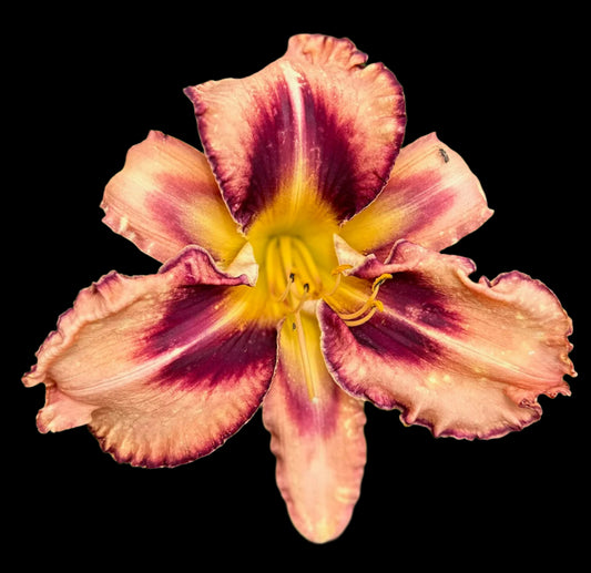 A hybrid daylily flower with creamy peach petals and dark eggplant chevron eye zone, with a yellow center.