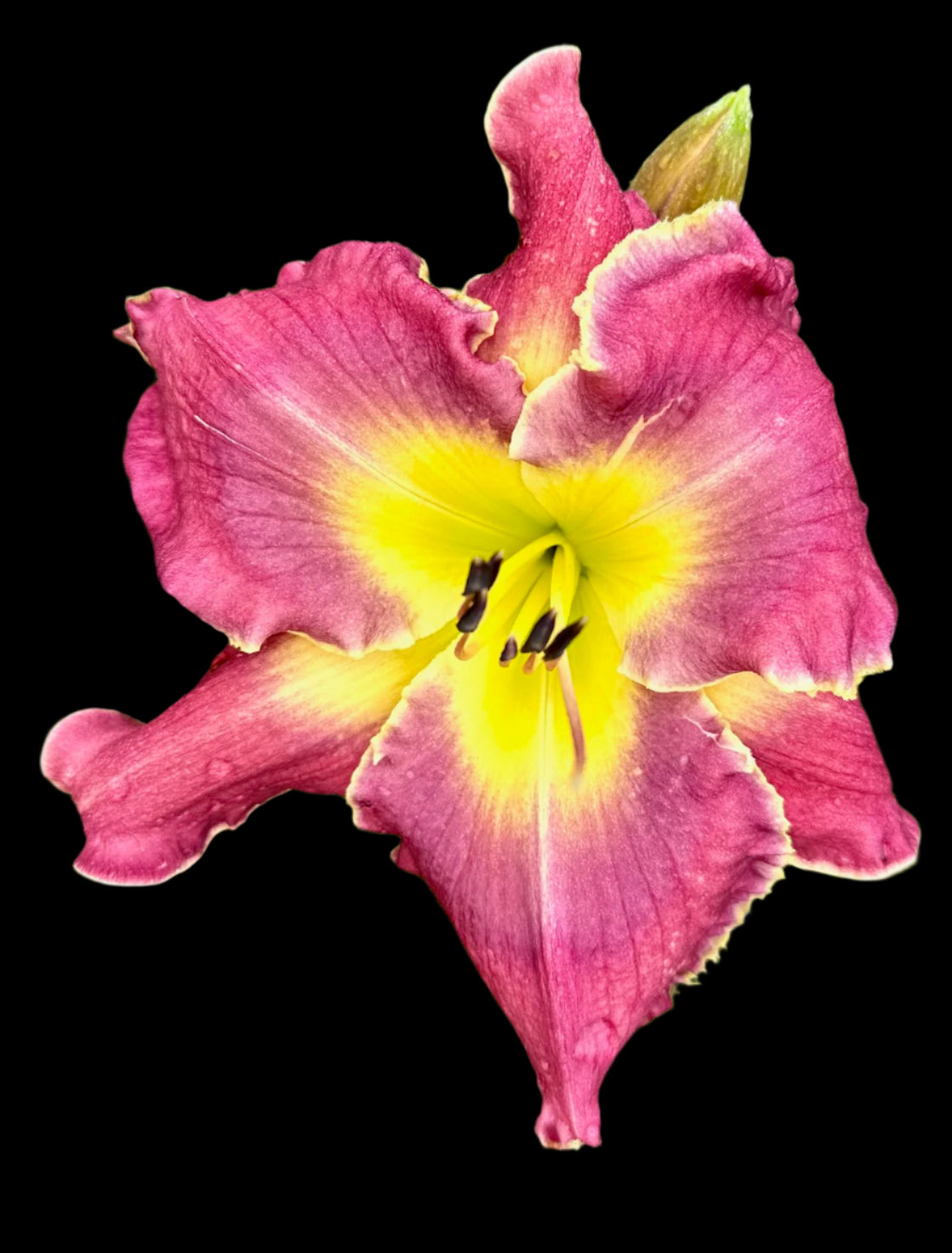 A Hybrid Daylily flower with Amethyst tones, sunflower yellow throat, navy blue-violet eye zone, and red-plum petals with a white edge.