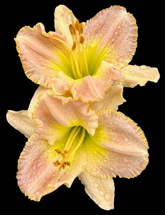 A Hybrid Daylily flower with yellow petals that have peach-pink edging, viewed from a side angle