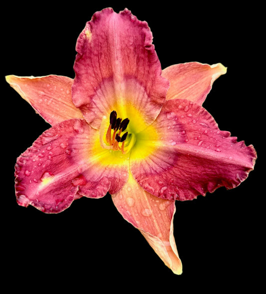A single Hybrid Daylily flower with pink petals and a yellow center, against a black background.