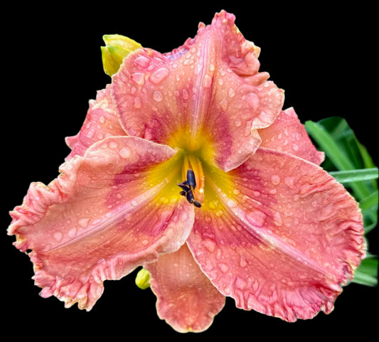 A close-up image of a pink Hybrid Daylily flower with water droplets on its petals, set against a black background.