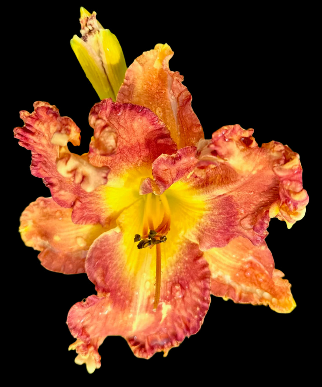 A hybrid daylily flower with a mix of yellow, violet, and peach colors, displaying ruffled petals and a strong yellow throat.