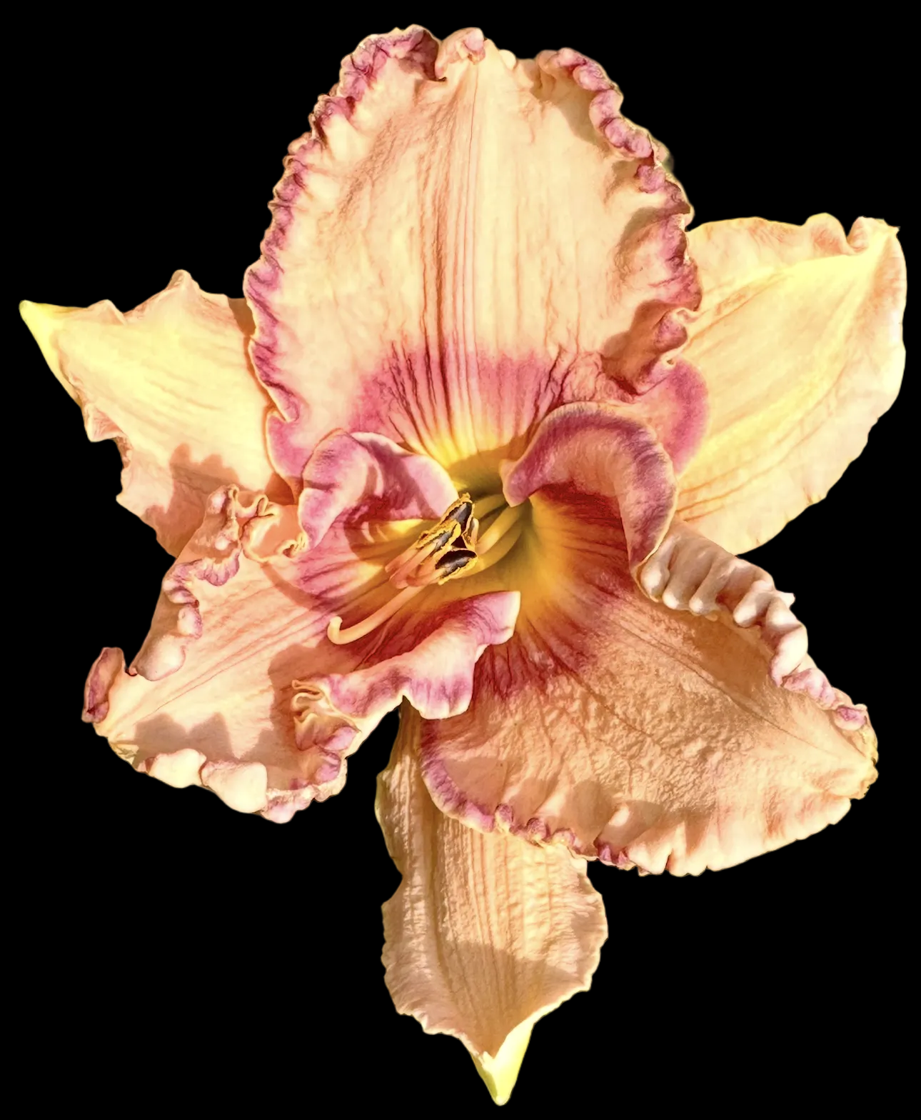 G65 | Dwarf Ruffled Cream with Raspberry Eye