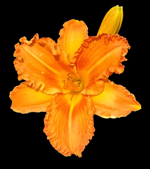 Hybrid Daylily  -  Location C 17