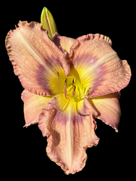 Hybrid Daylily  -  Location D 5