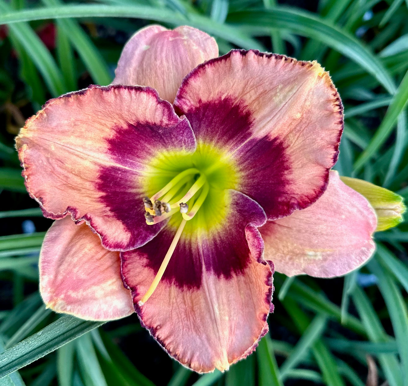 Hybrid Daylily  -  Location D 22