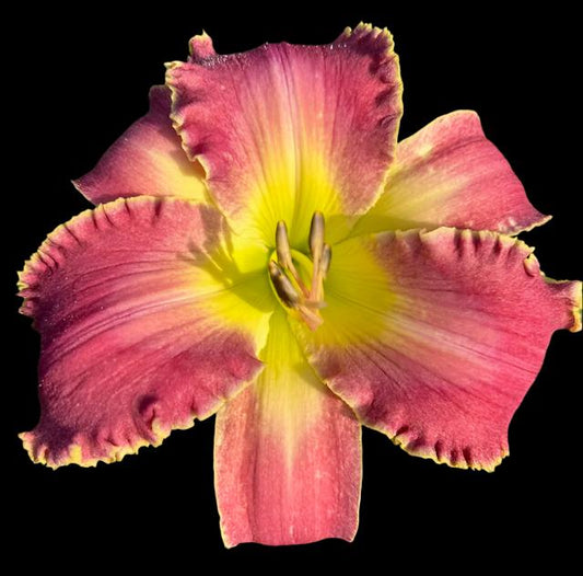 Hybrid Daylily  -  Location C 55