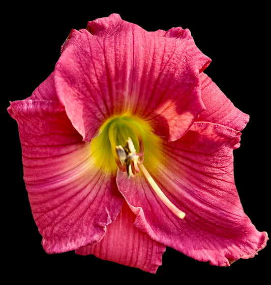 Hybrid Daylily  -  Location D 51