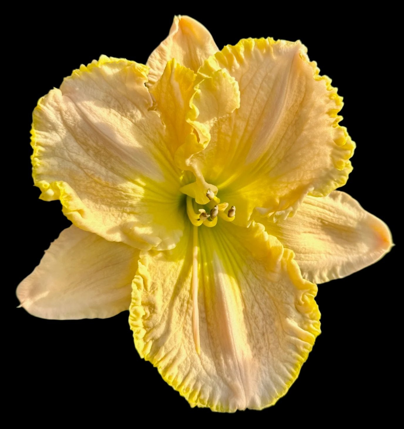 Hybrid Daylily  -  Location D 31