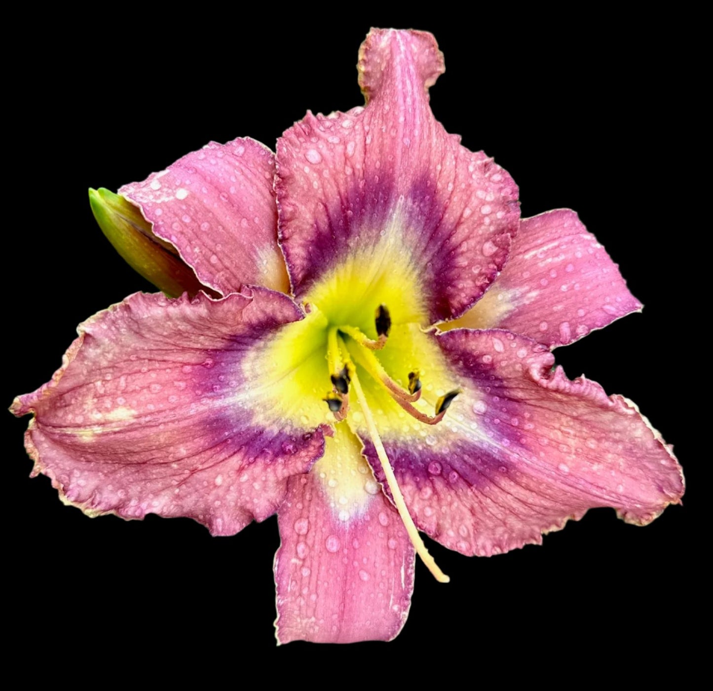 Hybrid Daylily  -  Location B 51