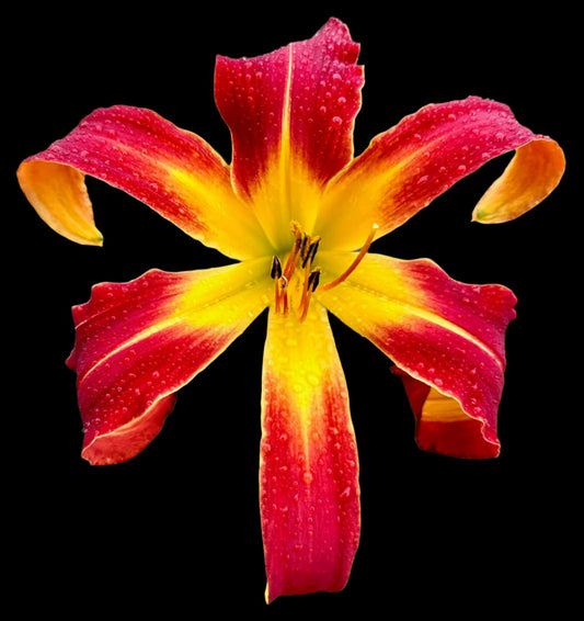 Hybrid Daylily  -  Location B 70