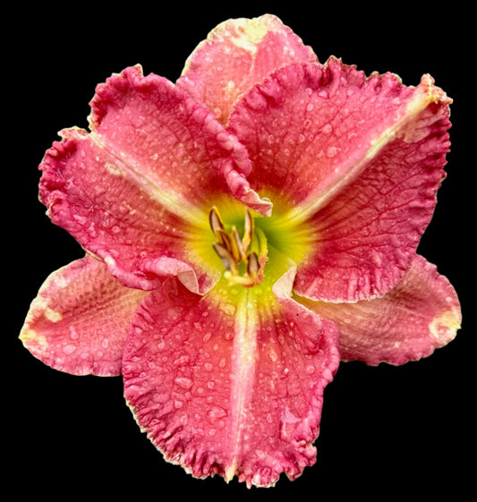 Hybrid Daylily  -  Location B 65