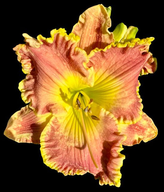 Hybrid Daylily  -  Location C 12