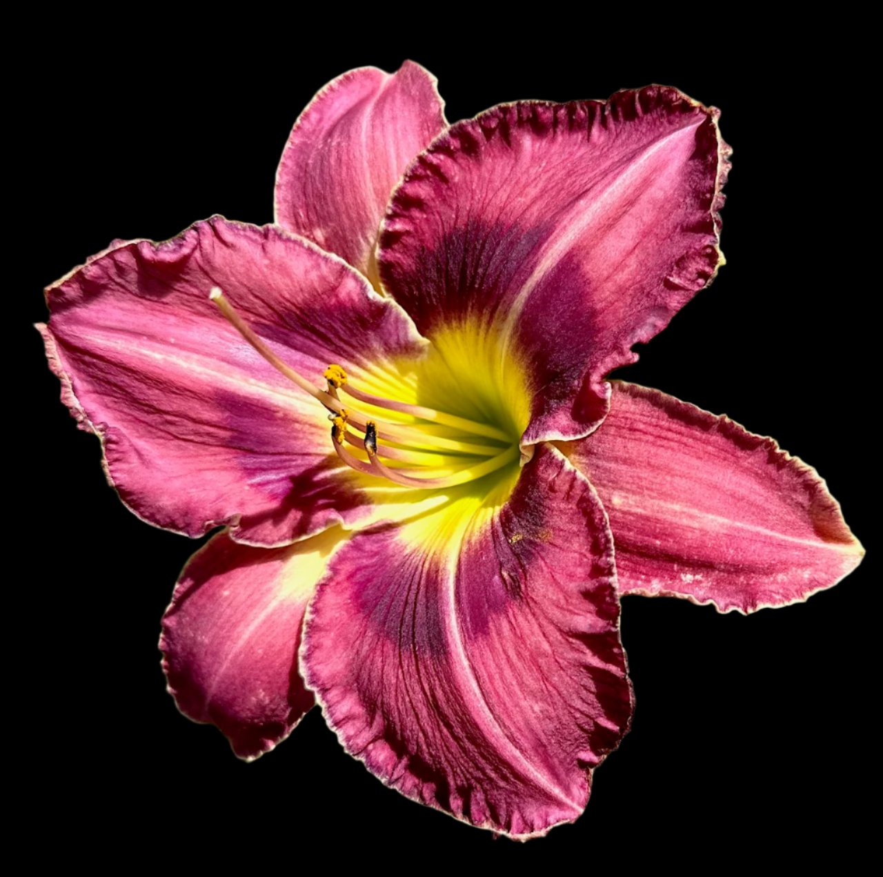 Hybrid Daylily  -  Location B 45