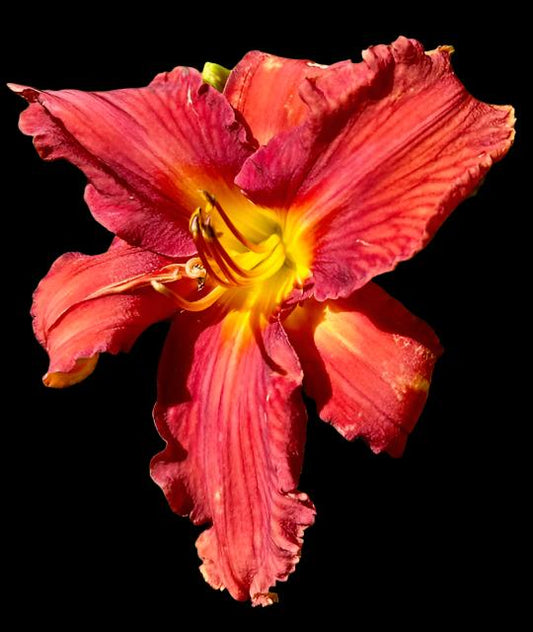 Hybrid Daylily  -  Location C 21