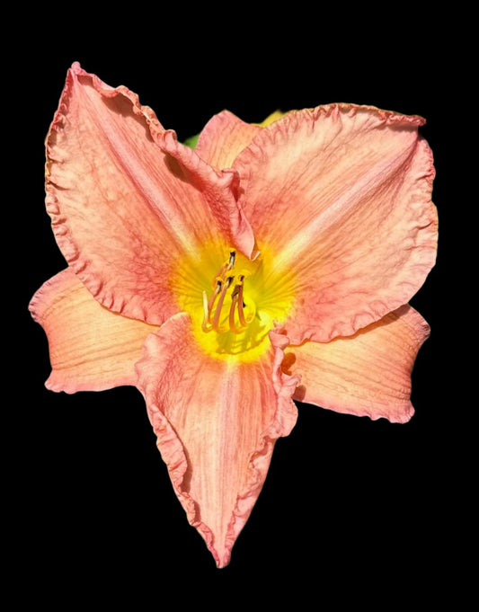 Hybrid Daylily  -  Location D 45