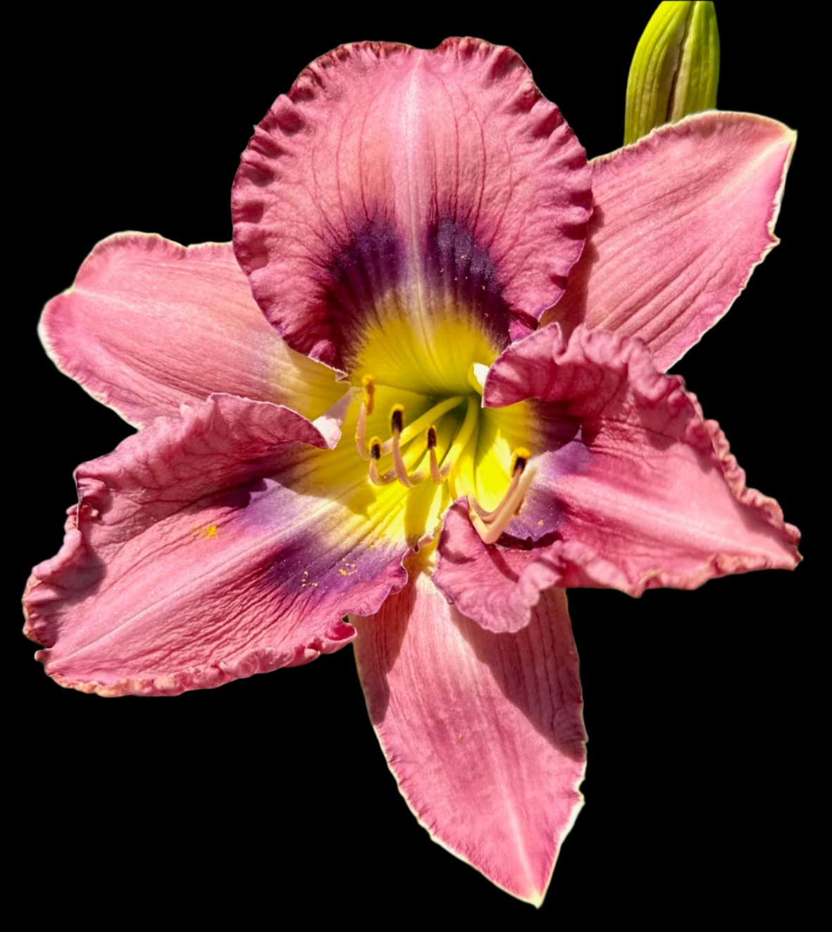 Hybrid Daylily  -  Location D 60