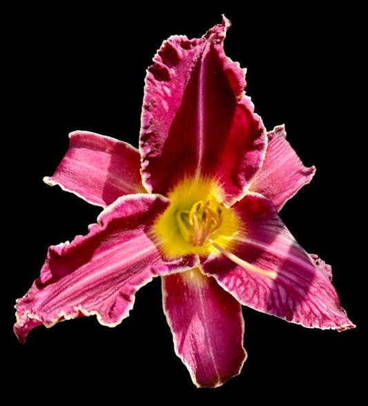 Hybrid Daylily  -  Location A 25