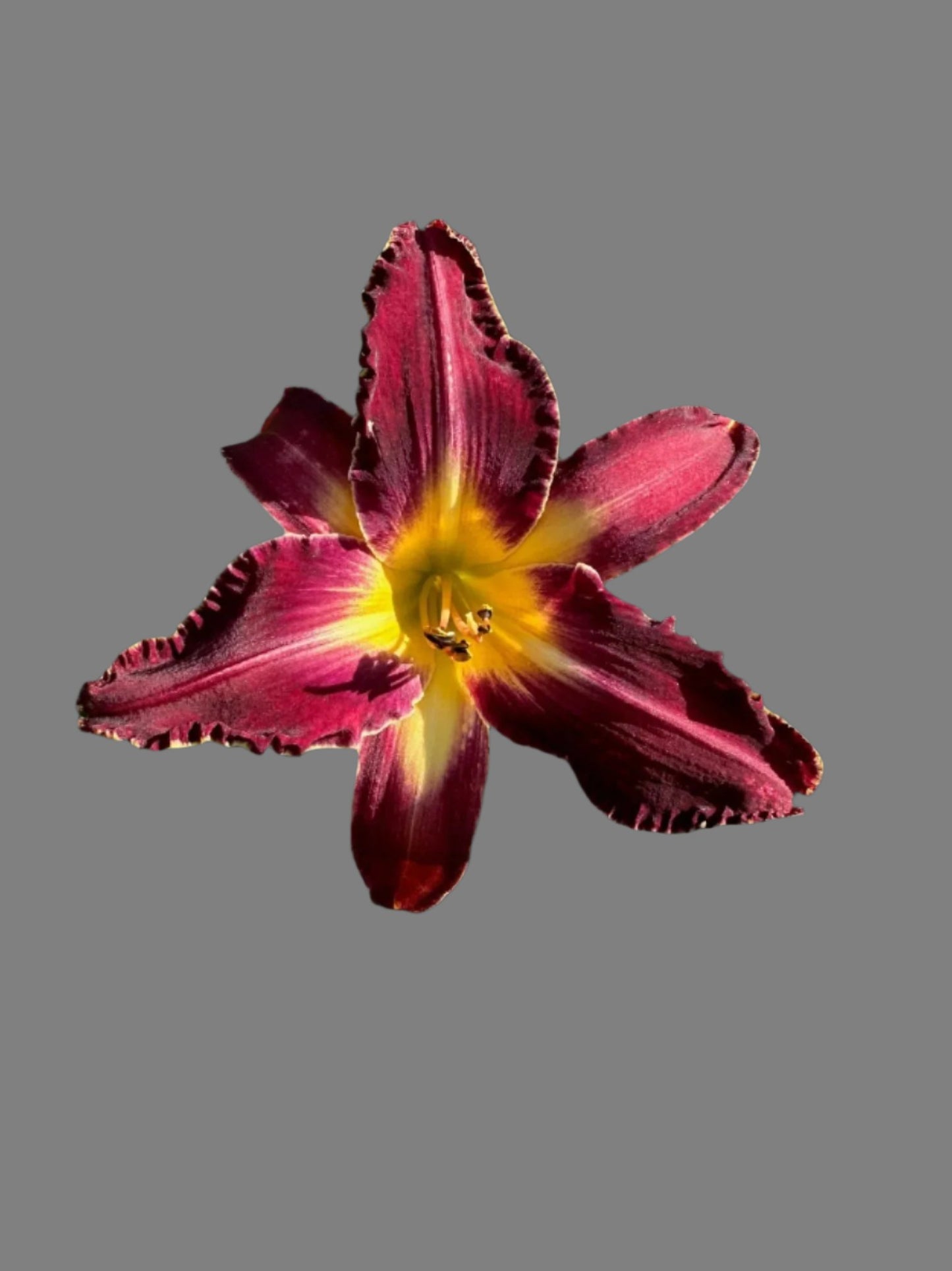 Hybrid Daylily  -  Location E 26