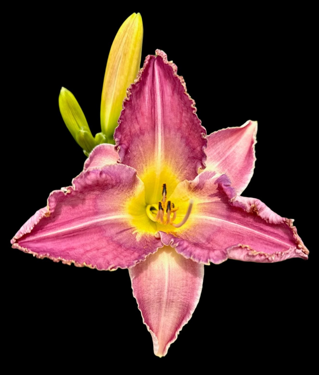 Hybrid Daylily  -  Location D 75