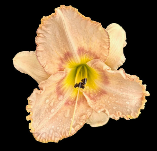 Hybrid Daylily  -  Location E 23