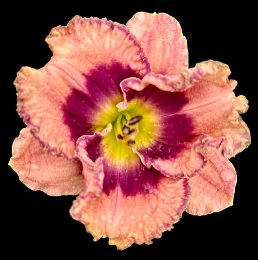 Hybrid Daylily  -  Location A 35