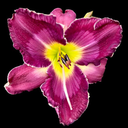 Hybrid Daylily  -  Location C 56