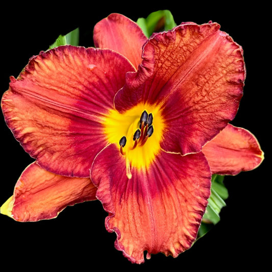 Hybrid Daylily  -  Location D 54