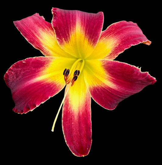 Hybrid Daylily  -  Location E 39