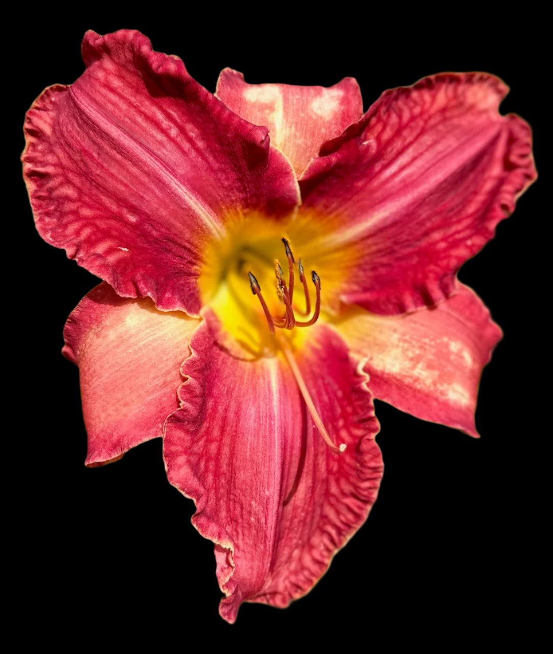 Hybrid Daylily  -  Location D 58