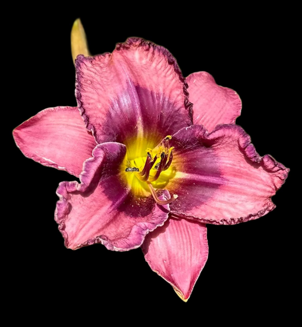 Hybrid Daylily  -  Location D 34