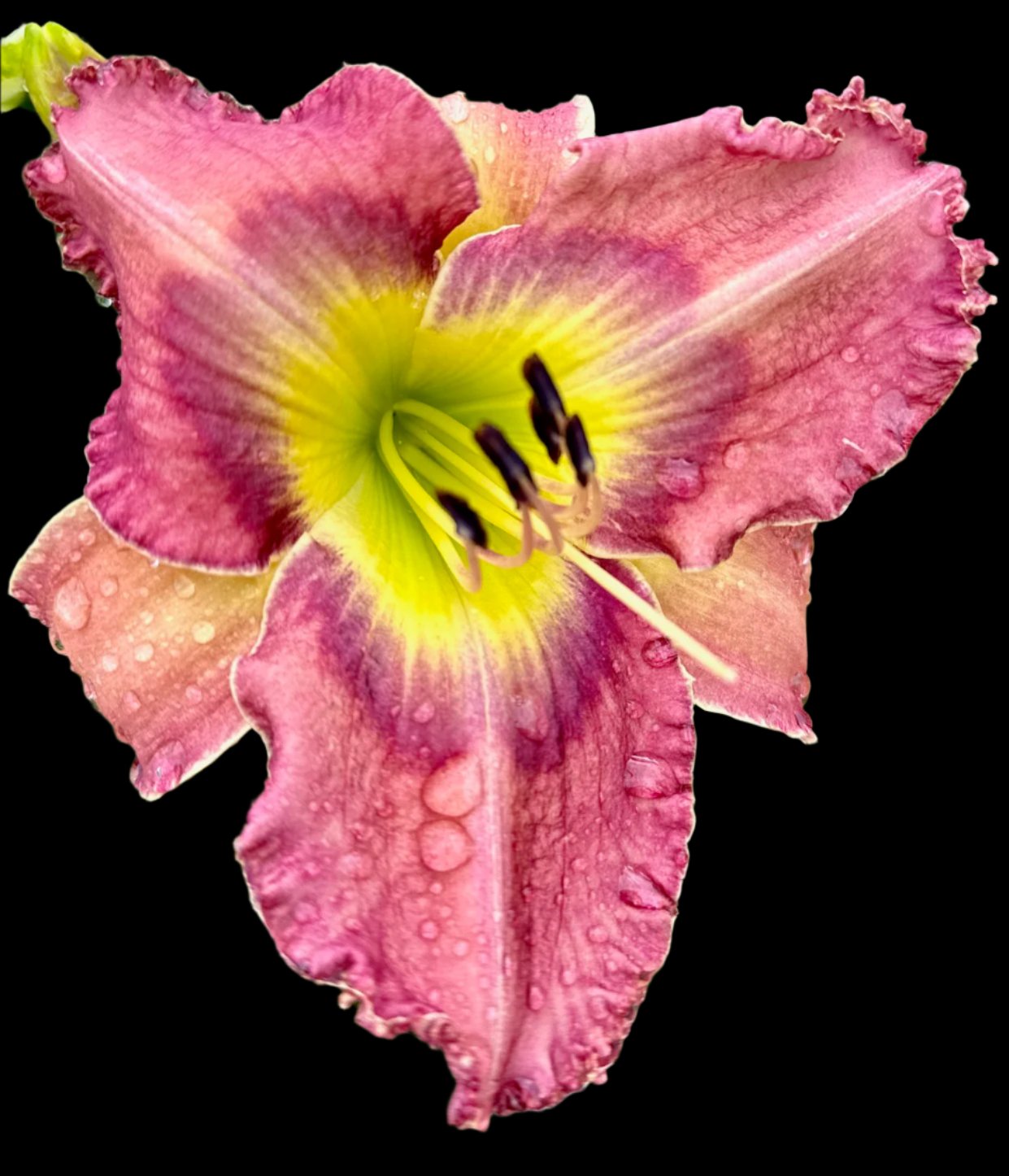 Hybrid Daylily  -  Location B 54