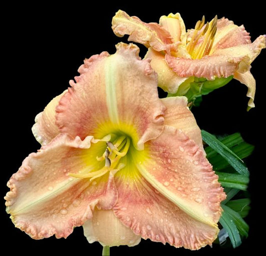 Hybrid Daylily  -  Location C 33