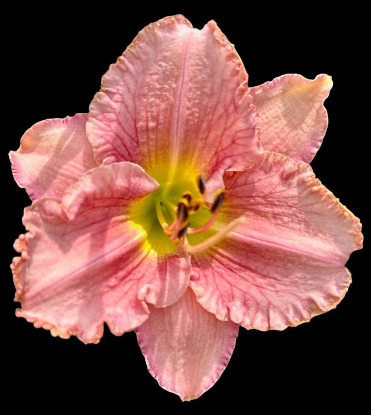 Hybrid Daylily  -  Location D 33