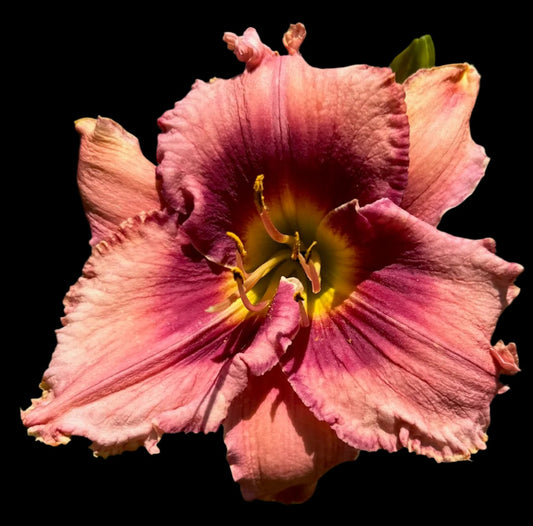 Hybrid Daylily  -  Location D 15