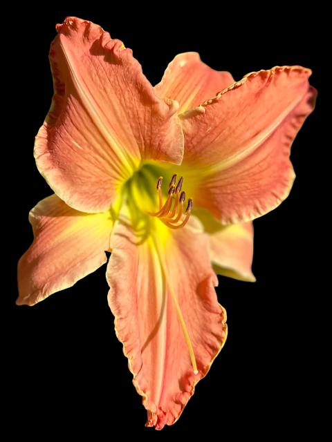 Hybrid Daylily  -  Location B 22