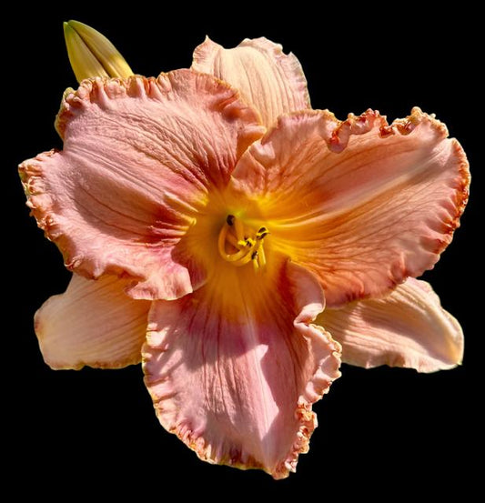 Hybrid Daylily  -  Location C 65