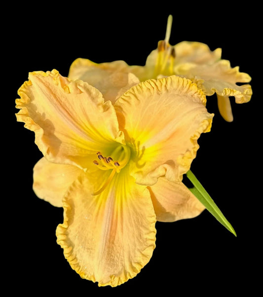 Hybrid Daylily  -  Location D 71