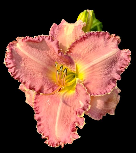 Hybrid Daylily  -  Location C 41