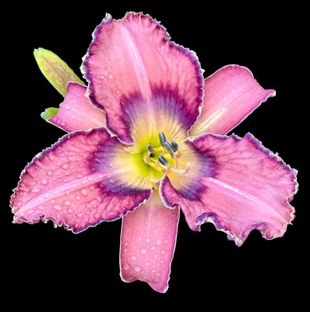 Hybrid Daylily  -  Location A 59