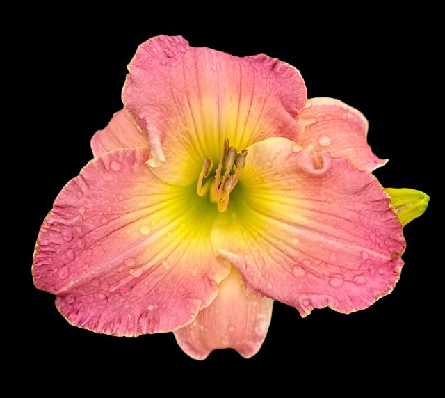 Hybrid Daylily  -  Location C 6