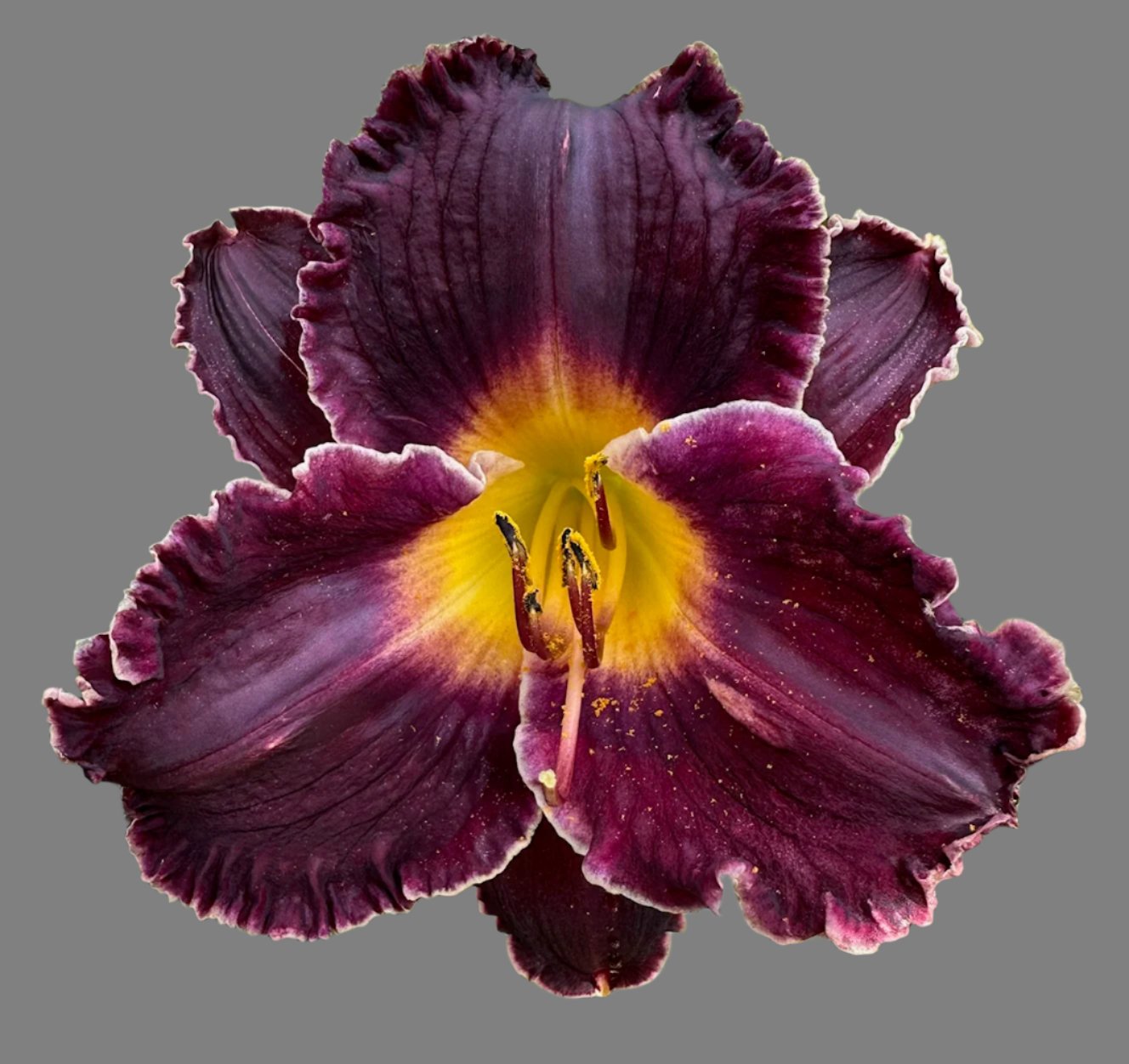 Hybrid Daylily  -  Location D 32